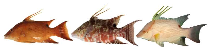 This fish doesn't just see with its eyes, it also sees with its skin