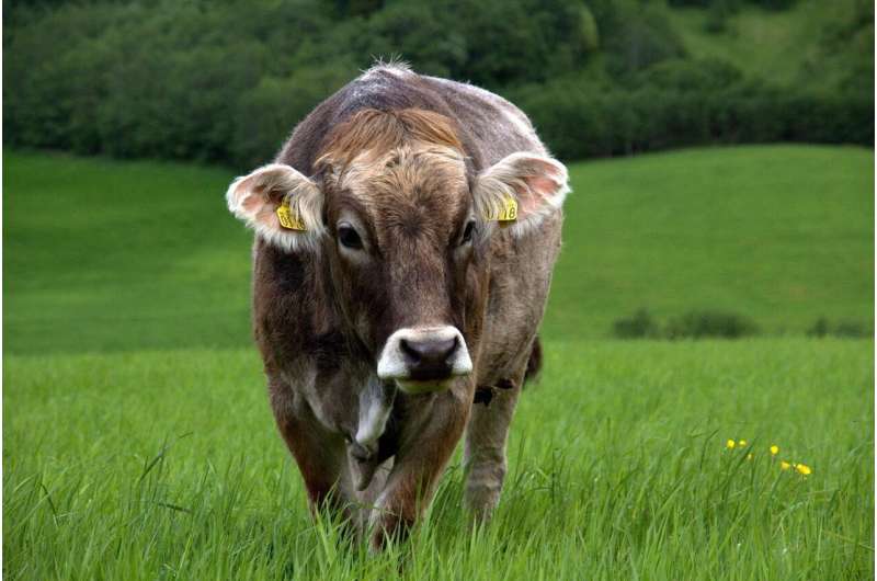 cattle ranch